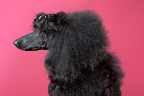 Merlot standard poodle Vogue