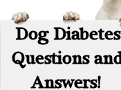 Sugar Diabetes Canines