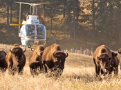 Yellowstone Begins 2014 Wild Bison Slaughter