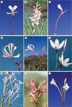 Plants adapt to accommodate a long proboscis in South Africa. – AoB Blog