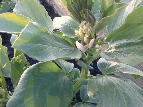 self-sown broad beans in february