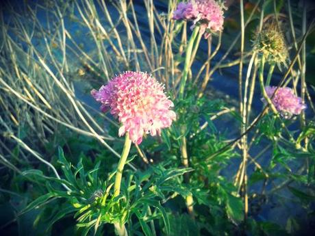 scabious flowering in february