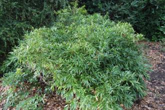 Sarcococca ruscifolia (02/02/2014, Kew Gardens, London)