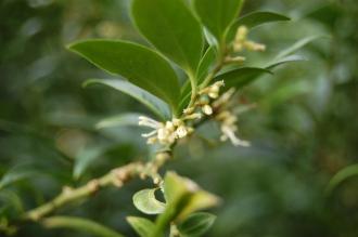 Sarcococca ruscifolia var. chinensis Flowers (02/02/2014, Kew Gardens, London)