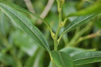 Sarcococca ruscifolia Flower Buds (02/02/2014, Kew Gardens, London)