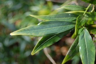 Sarcococca ruscifolia Leaf (02/02/2014, Kew Gardens, London)