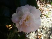 Camellias, Mahonia, Clematis Spring Marches On...