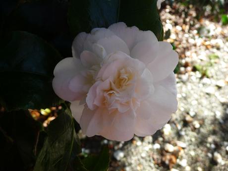Camellias, Mahonia, Clematis - Spring marches on...