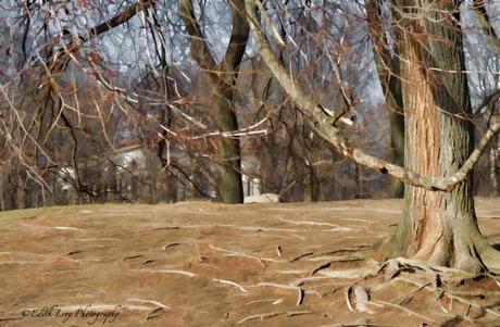 Prospect Park, Brooklyn, New York, trees, house, Topaz Simplify