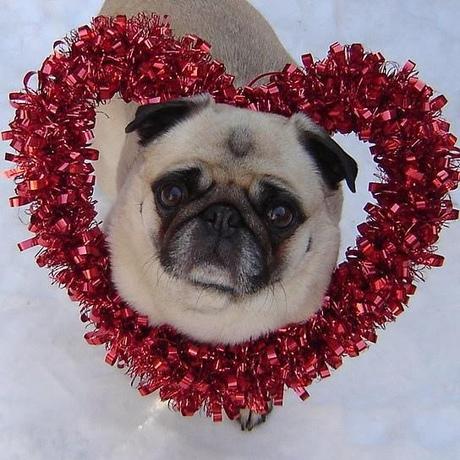 Photo: Valentine's Day Dogs