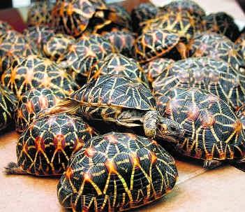 Indian star tortoises - imported and exported ~ not through proper channel !!