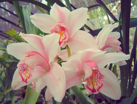 WHite And Pink Orchids