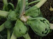 Brussels Sprouts: 'Blown' Wind