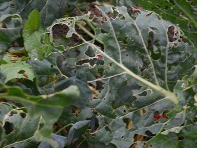 Brussels sprouts: 'Blown' in the wind