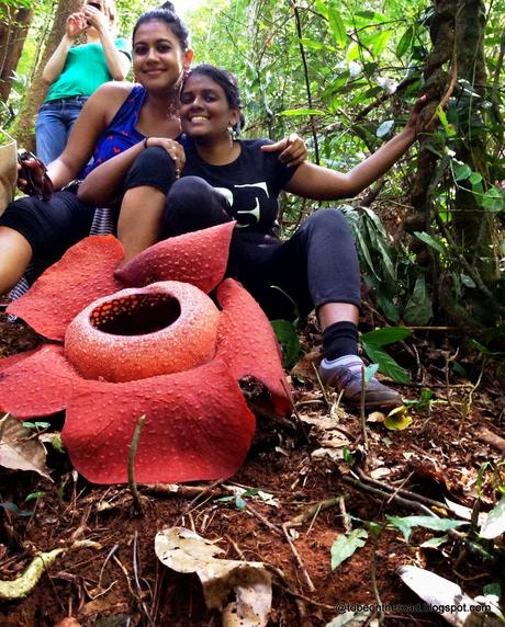 Traversing Intimate Spieces-Rafflesia Flower In Malaysia