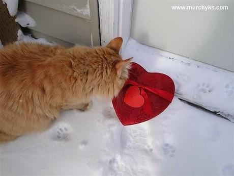 Photos: Valentine's Day Cats