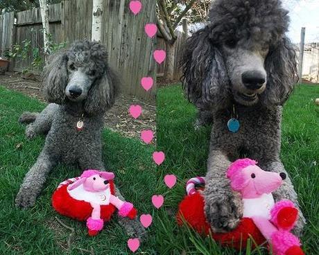 Photos: Valentine's Day Dogs