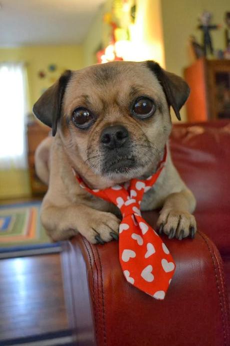 Photos: Valentine's Day Dogs Photos: Valentine's Day Dogs