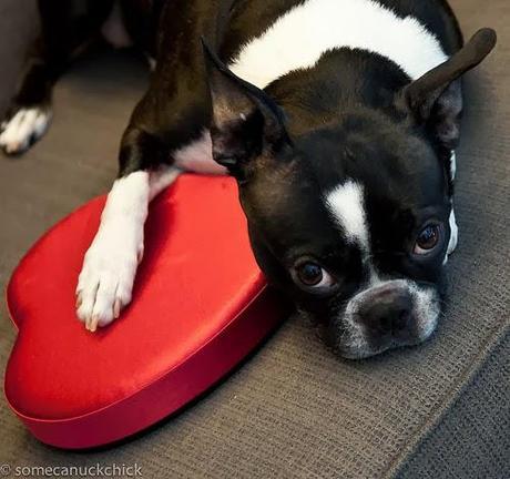 Photos: Valentine's Day Dogs