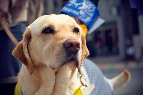 Guest Post: Guide dogs improve lives