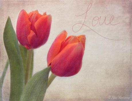 Love, tulips and finds in the nature