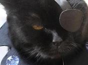 World’s Best Superhero Cats