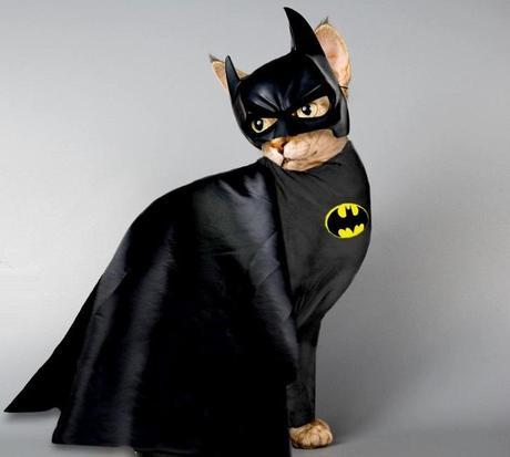 The World’s Top 10 Best Superhero Cats