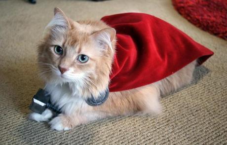 The World’s Top 10 Best Superhero Cats