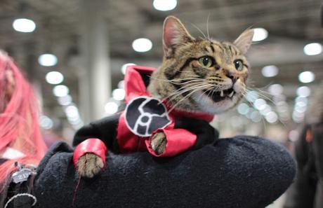 The World’s Top 10 Best Superhero Cats