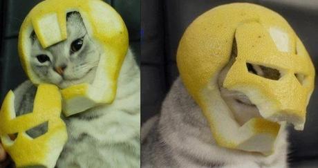 The World’s Top 10 Best Superhero Cats