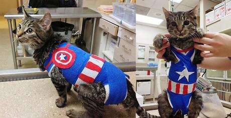 The World’s Top 10 Best Superhero Cats