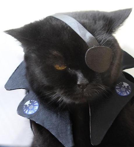 The World’s Top 10 Best Superhero Cats