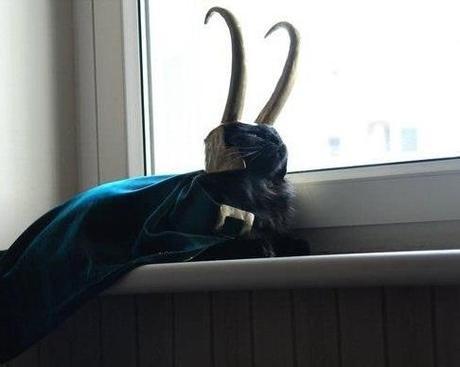 The World’s Top 10 Best Superhero Cats