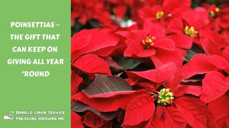 Poinsettias – The Gift That Can Keep on Giving All Year ‘Round