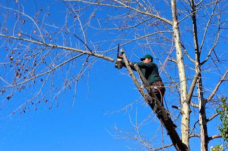 Tree trimming, tree maintenance tree, woodcutter, chainsaw