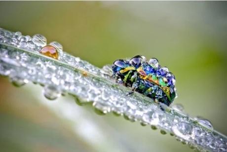 Insect Covered in dew