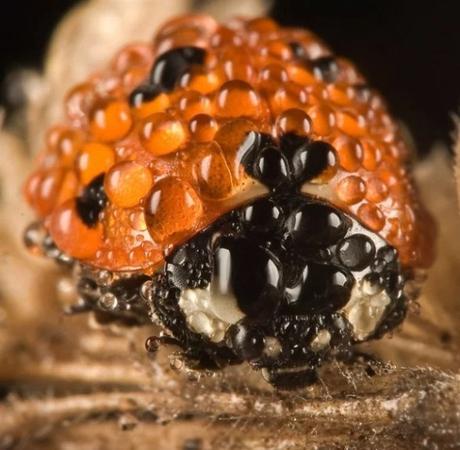 Insect Covered in dew