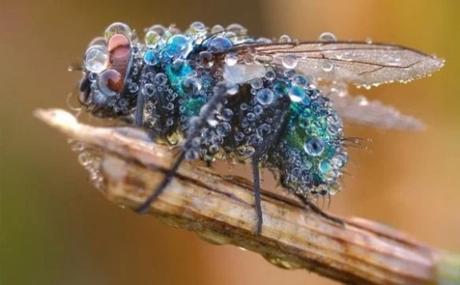 Insect Covered in dew