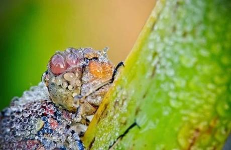 Insect Covered in dew