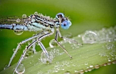 Insect Covered in dew