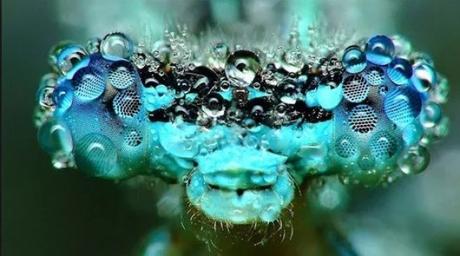 Insect Covered in dew