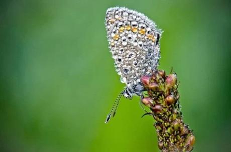 Insect Covered in dew