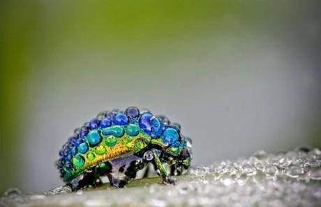 Insect Covered in dew