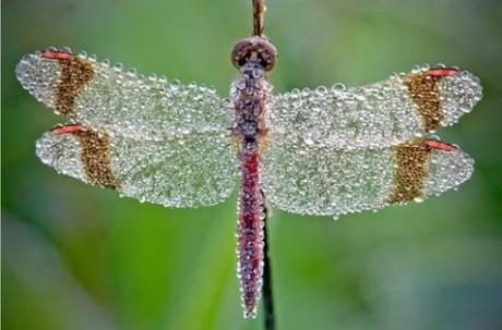 Insect Covered in dew