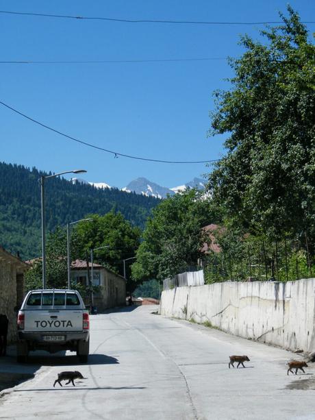 A mountain road in Georgia with a white pickup truck parked on the left side. Three small wild boars are walking across the road, with snow-capped mountains and trees in the background.