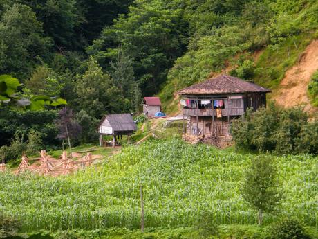 A rustic wooden house surrounded by a green cornfield and trees in Georgia. A small outbuilding is also visible near the house, set against a forested hill.