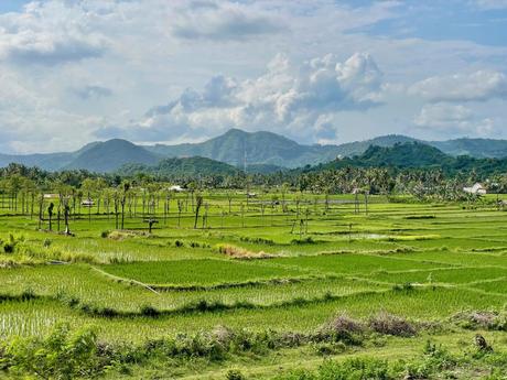 Lush green rice paddies in Indonesia stretch across a flat valley with rolling hills in the distance under a partly cloudy sky. Palm trees dot the horizon, framing the expansive field.