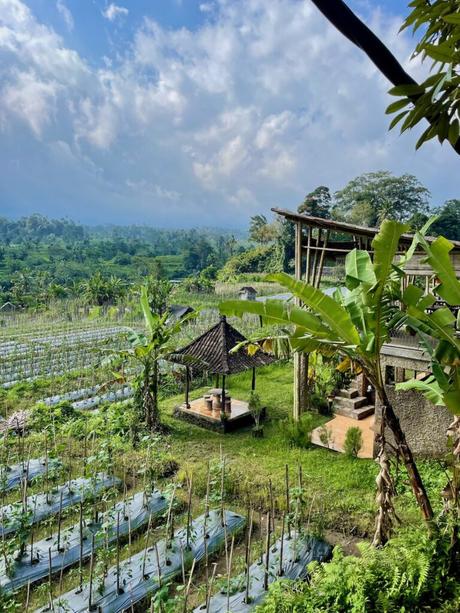 A small wooden gazebo next to a house, set among neatly planted crops with a lush tropical landscape in the background.