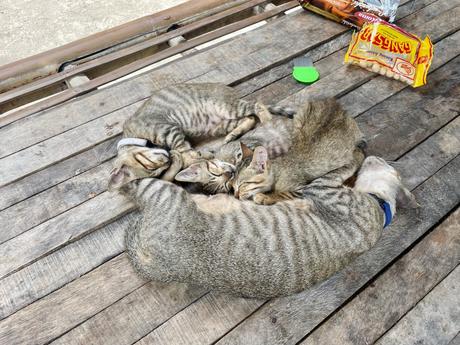 A group of small striped cats curled up together on a wooden surface, sleeping peacefully next to a snack package and a plastic brush.