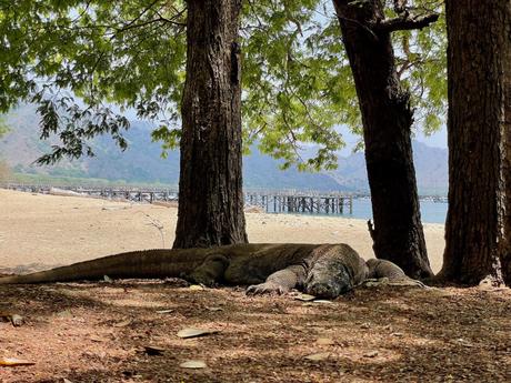 A Komodo dragon resting in the shade of some large trees with a wooden pier and mountains visible in the background.